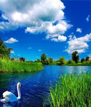 Swan in River