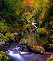 Forest Creek Autumn