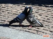 Pigeons Love