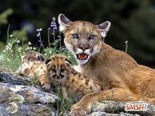 Lion with Baby