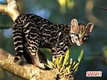 Leopard Baby-2