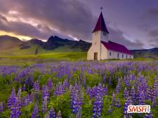 Church in Lavender Field