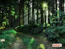 Lavish Green Forest
