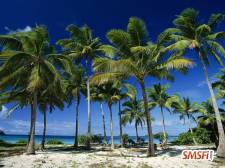 Coconut Palms Taunga Island