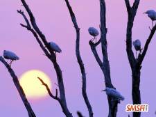 Birds on Tree